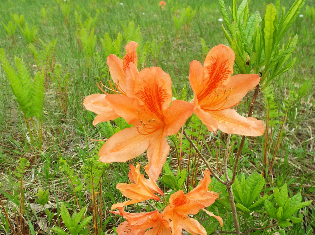 Miyatoko Wetland-南会津町必去景点