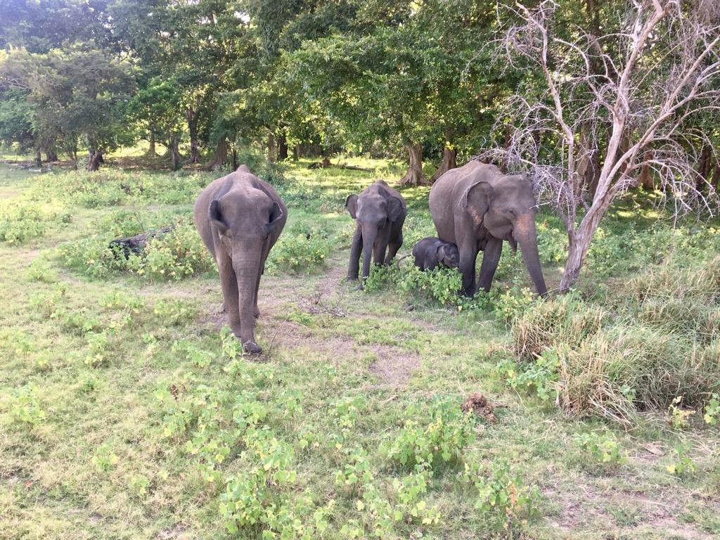 Winmi Safari-哈巴拉娜必去景点