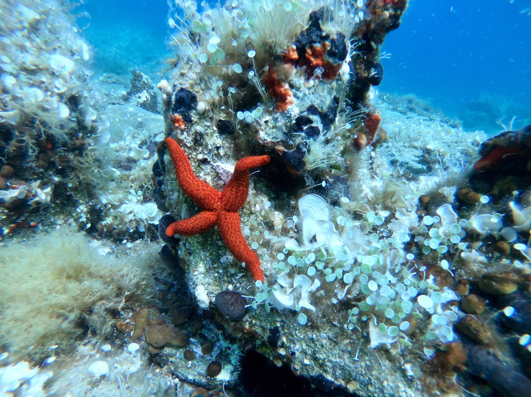 Nemo Scuba Diving Resort景点图片
