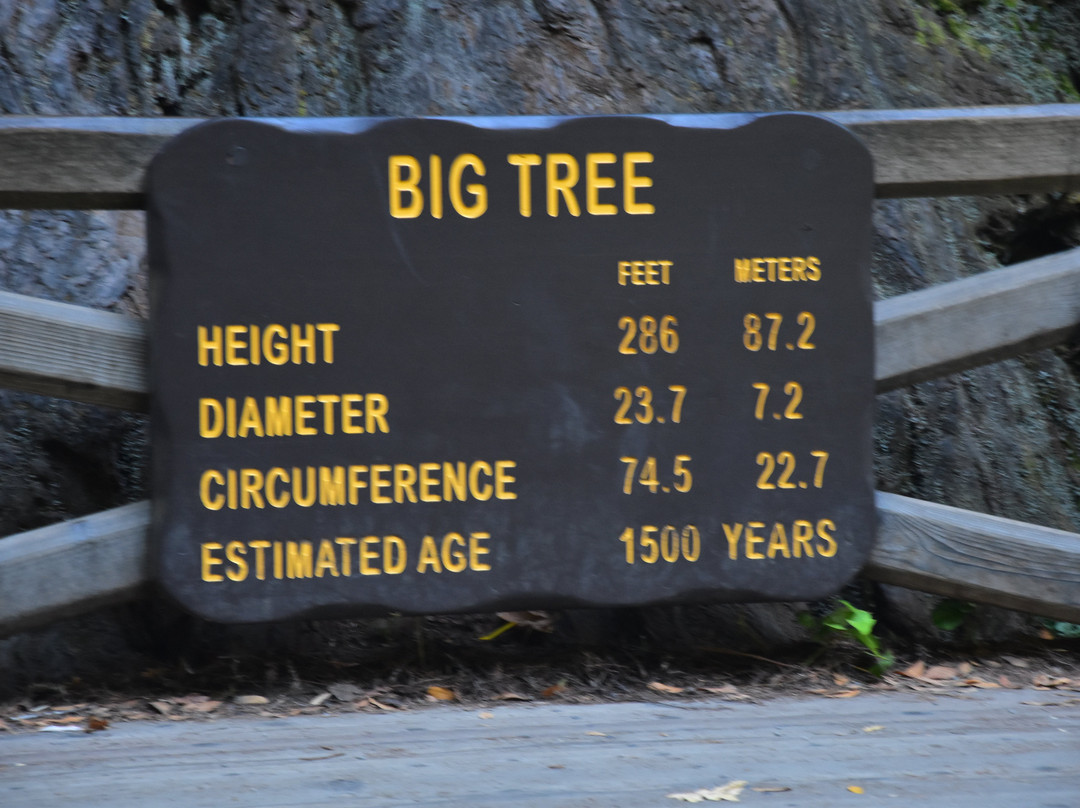Big Tree景点图片