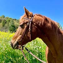 Sonoma Valley Trail Rides景点图片