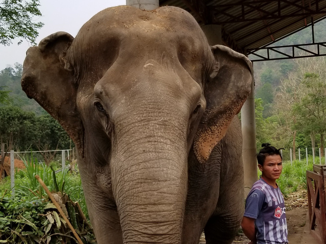 Winga Baw Elephant Camp-勃固必去景点