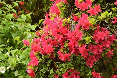 Joganji Temple-长冈京市必去景点