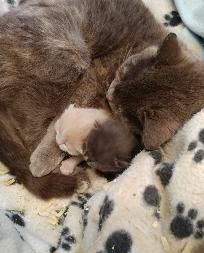 Havens Petting Farm-Blue Mounds必去景点