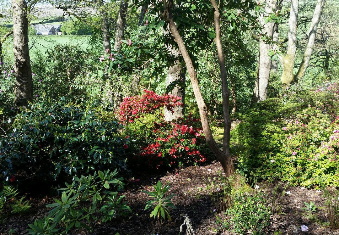 Greencombe Gardens景点图片