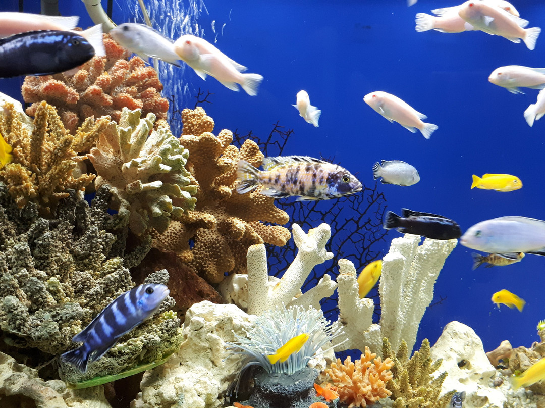 Aquarium Exhibit Hall-车里雅宾斯克必去景点