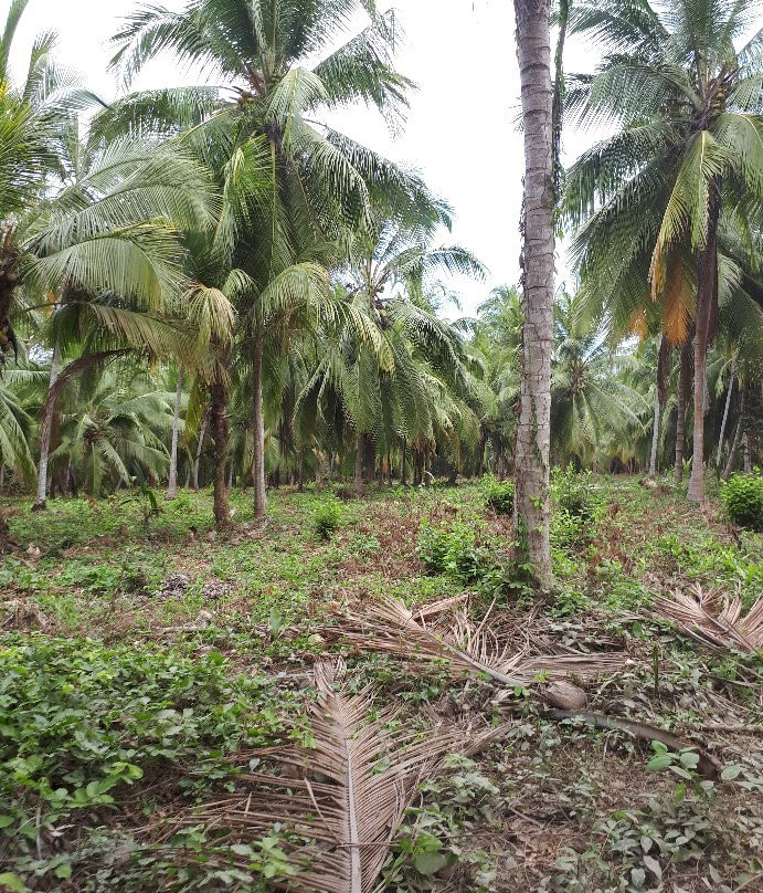Parque Nacional Natural Tayrona-Puerto Colombia必去景点
