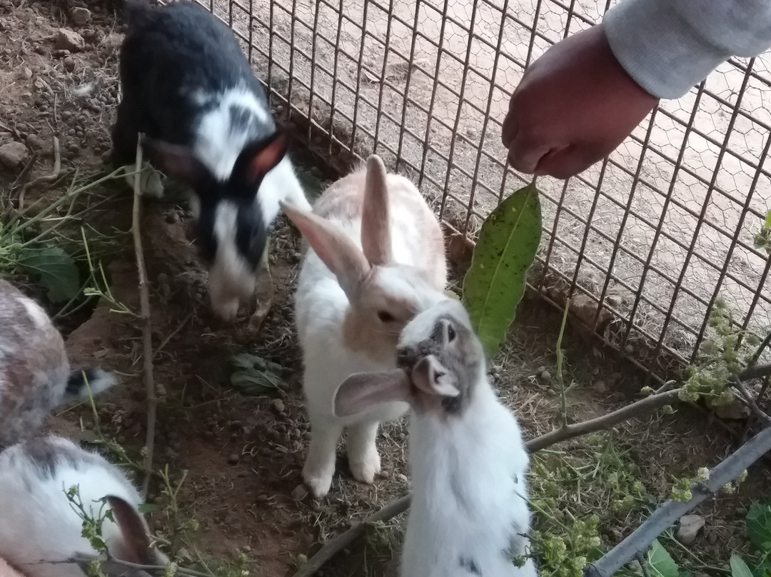 Signature Corbett主图