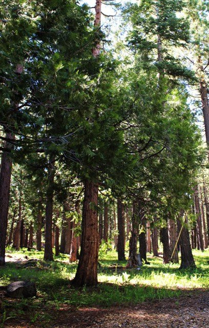 Fallen Leaf Lake Trail-南太浩湖必去景点