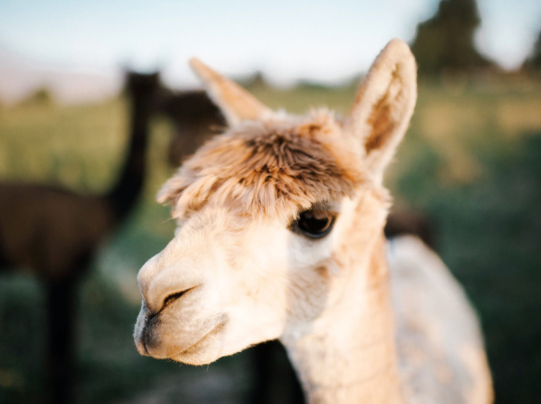 Agape Farm & Retreat主图