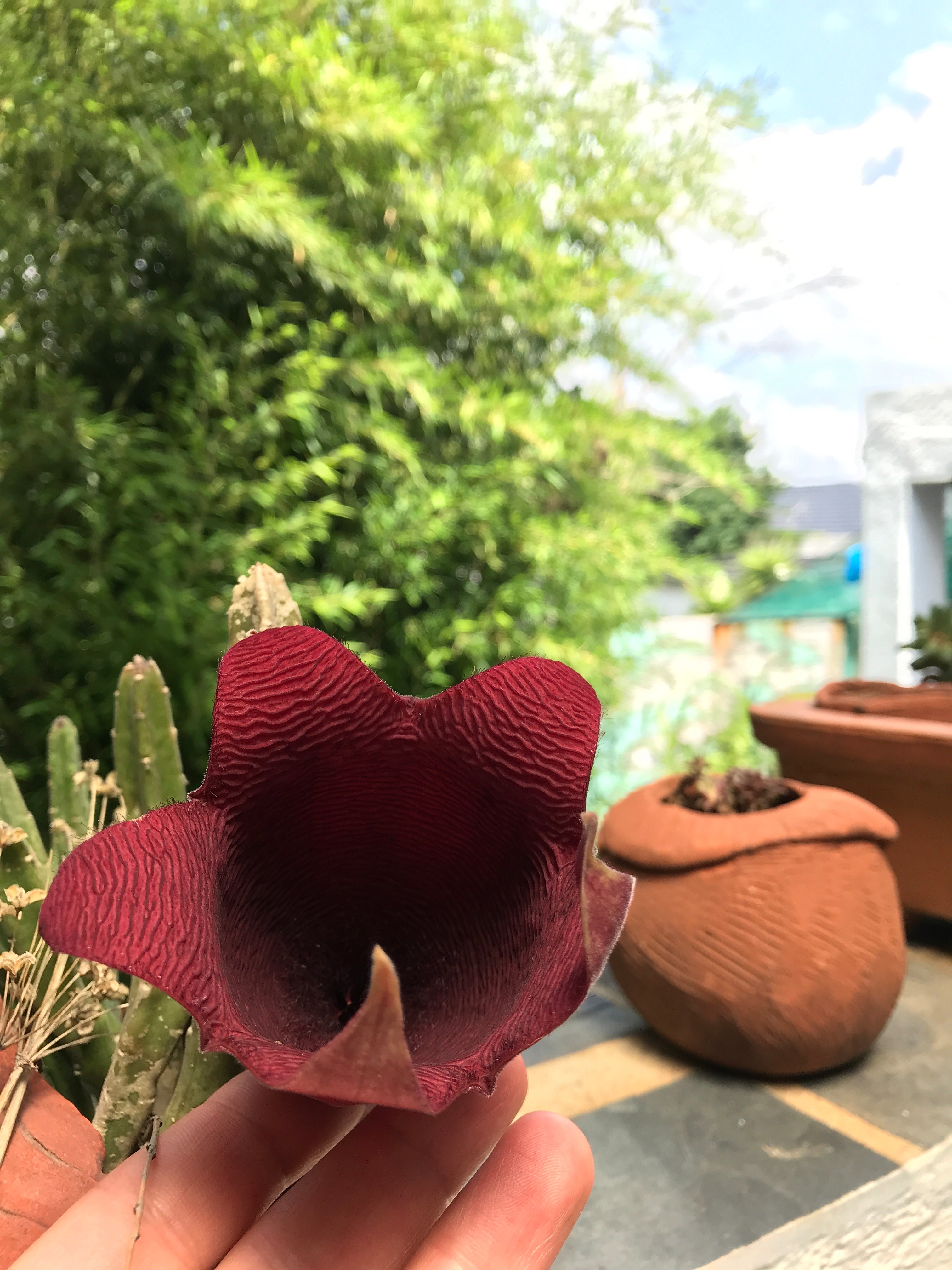 The Purple View B&B-泳池