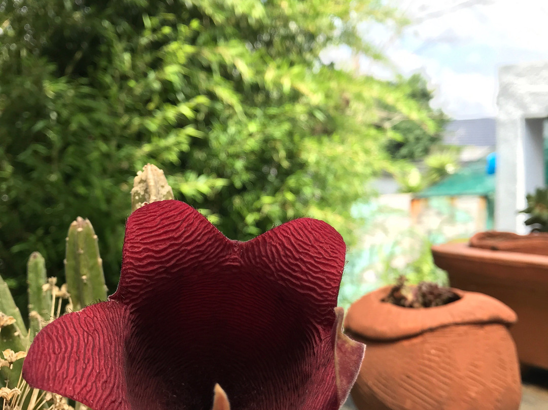 The Purple View B&B主图