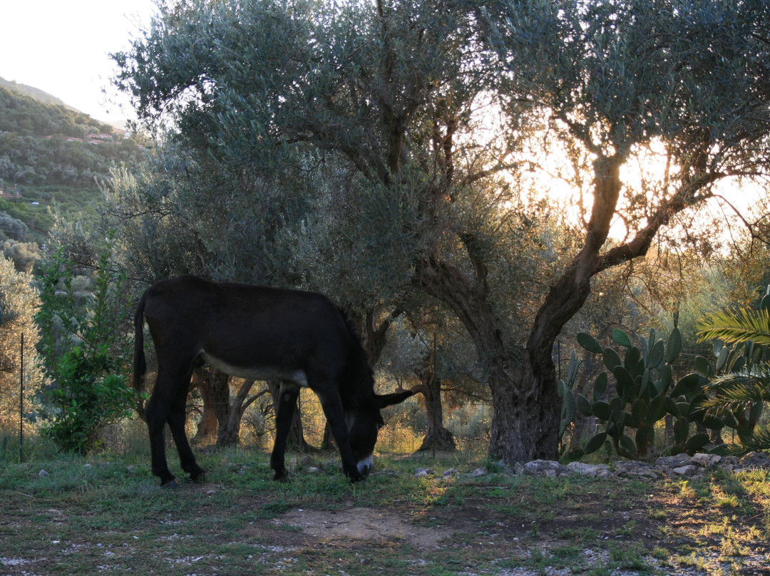 Giardino Di Sicilia主图