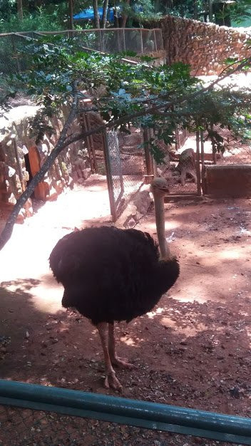 Bosque Zoo Fabio Barreto景点图片