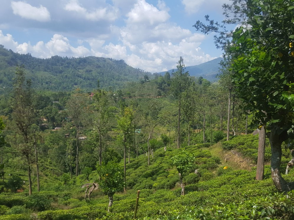 Royal Ceylon Leisure-奴娃拉伊利雅必去景点