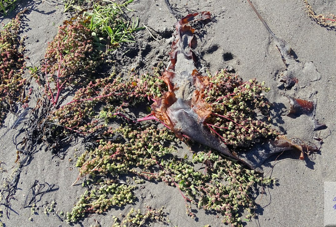 Pondville Beach Provincial Park-Arichat必去景点