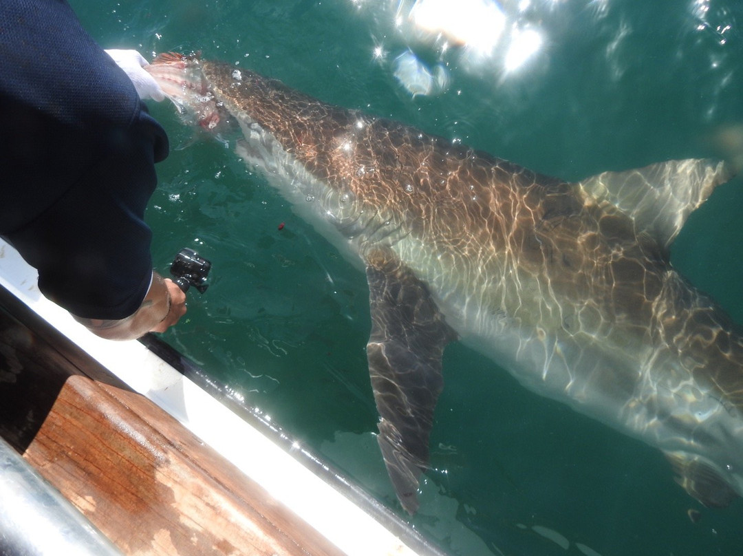 Chas'n Tail Charters-怀系奇岛必去景点