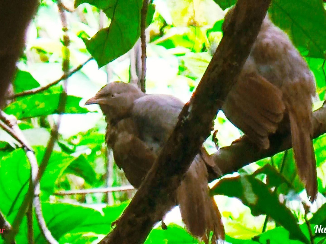 Chintamoni Kar Bird Sanctuary景点图片