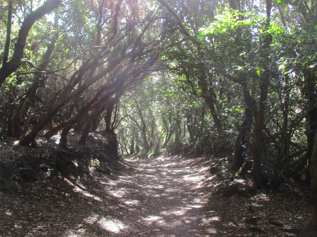 Montes de Tenerife-圣克鲁斯-德特内里费必去景点