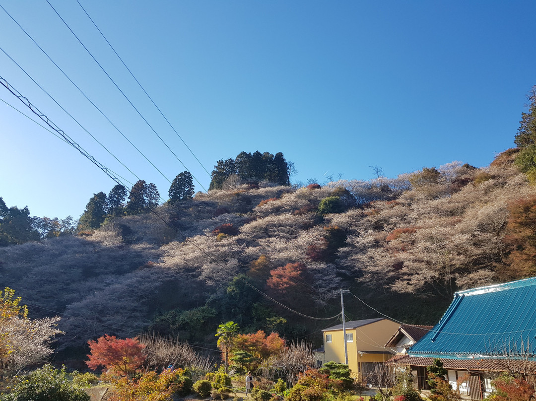 Obara Fureai Park / Shikizakura景点图片