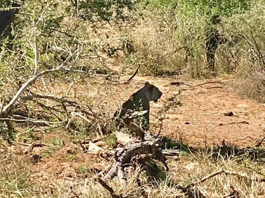 Vula Safaris-尼斯普鲁特必去景点