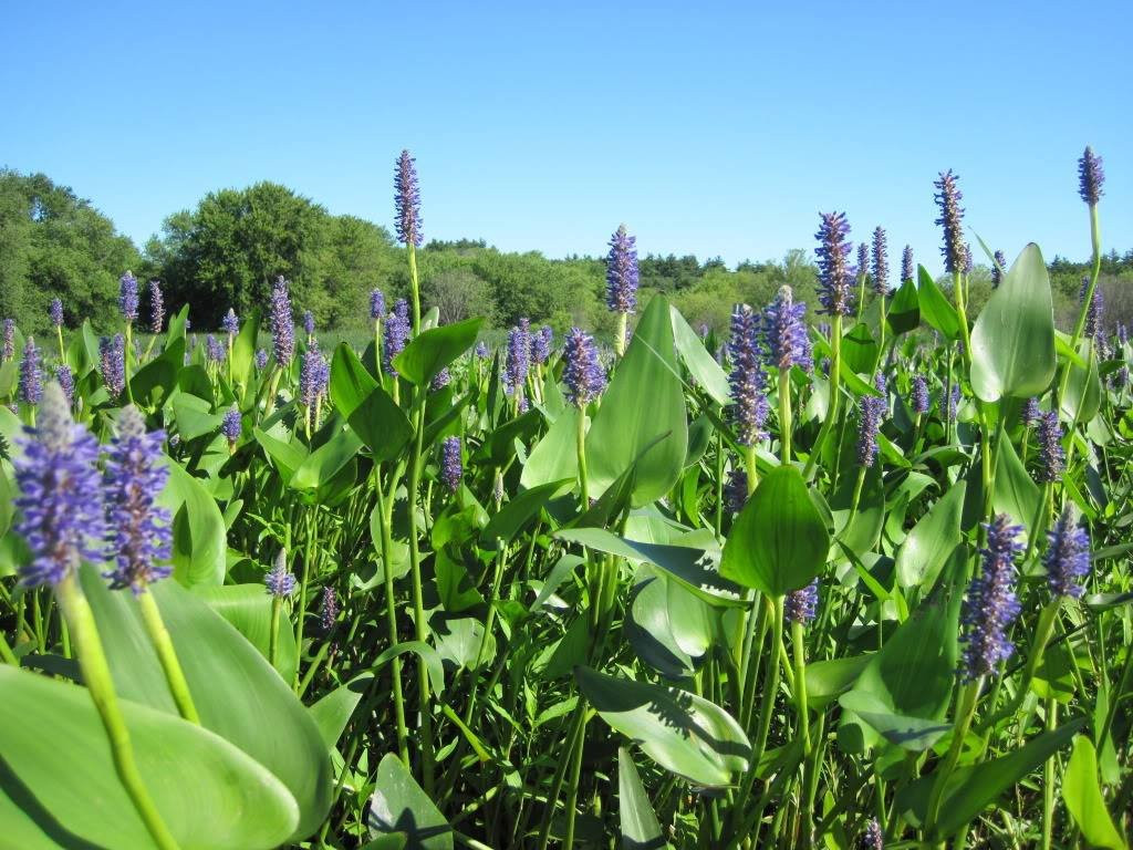 Assabet River National Wildlife Refuge景点图片