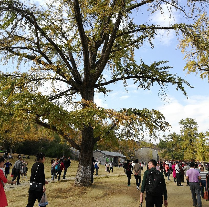 千年银杏谷-随州市必去景点