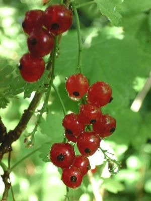 Hindberry Fruchtwein-Himberg必去景点