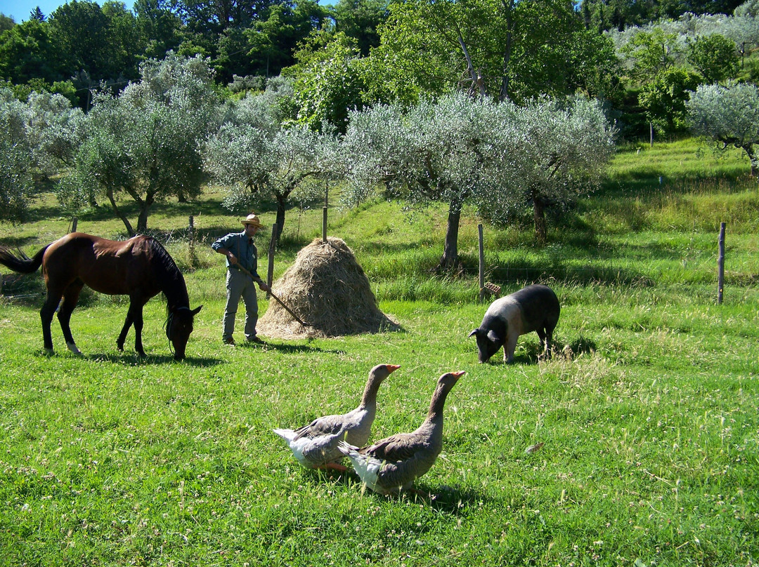 Bio Fattoria Giorgetti景点图片