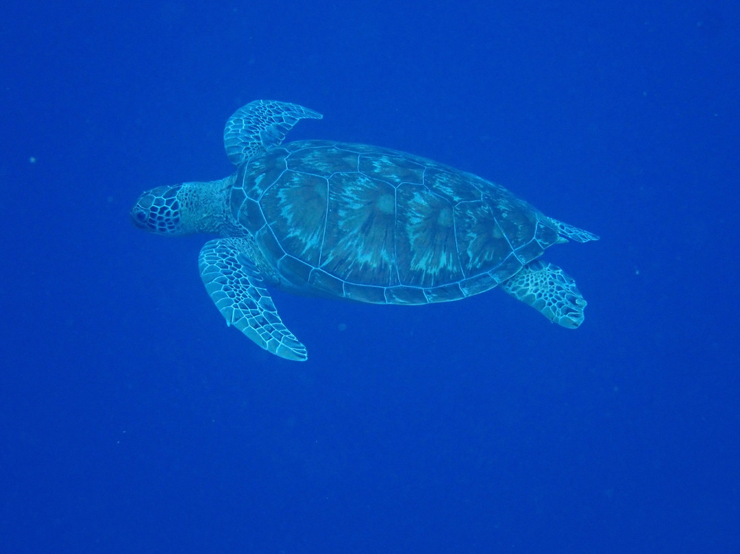 Manado Scuba景点图片