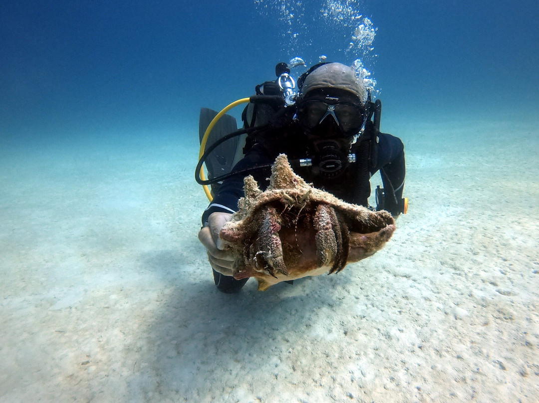 Diving Dominican Republic景点图片