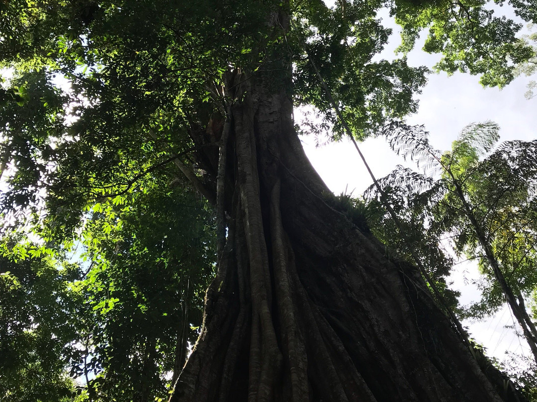 Piyamit Millennium Tree景点图片