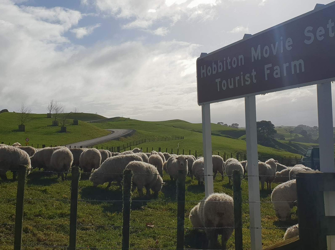 Kiwi Scenic Tours景点图片