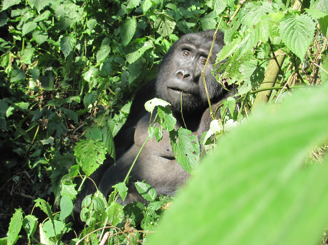Ashanti Travel-开普敦中心区必去景点