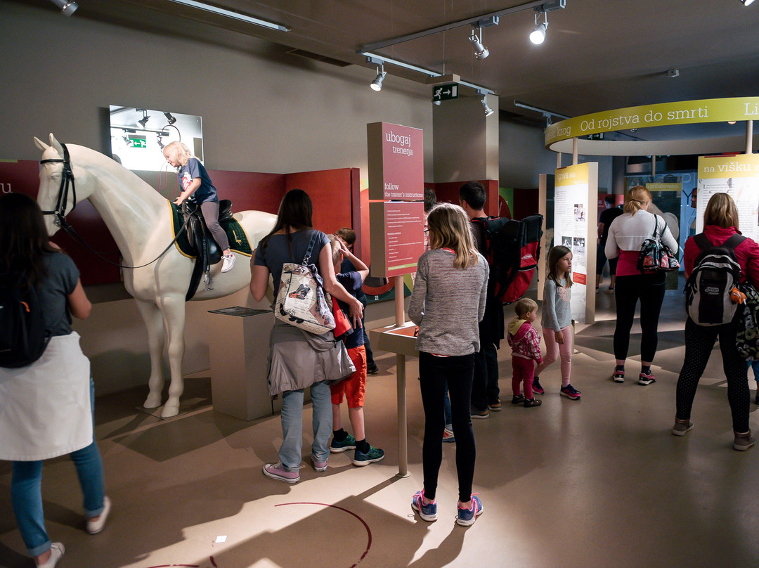 Lipizzan Museum Lipikum景点图片