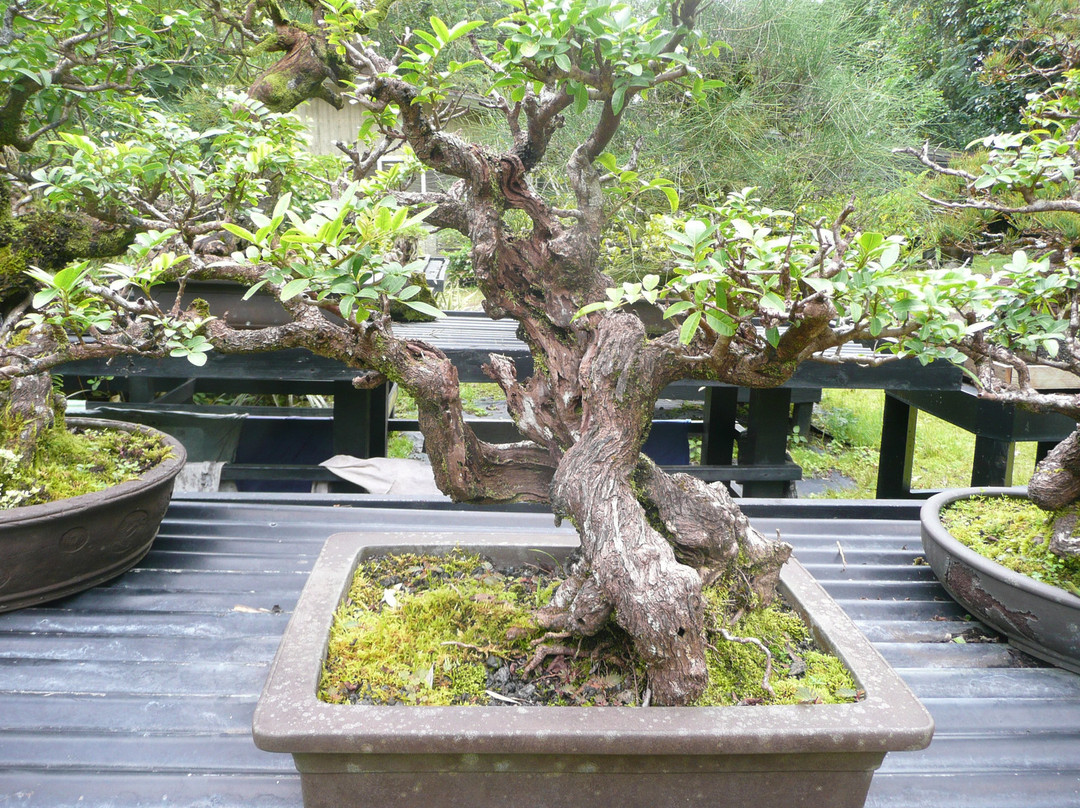 Fuku Bonsai Cultural Center-柯蒂斯城必去景点