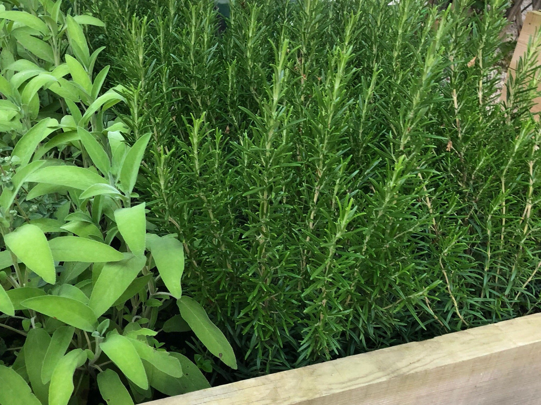 锡尔尼兹餐馆和美食-Kirchenwirt