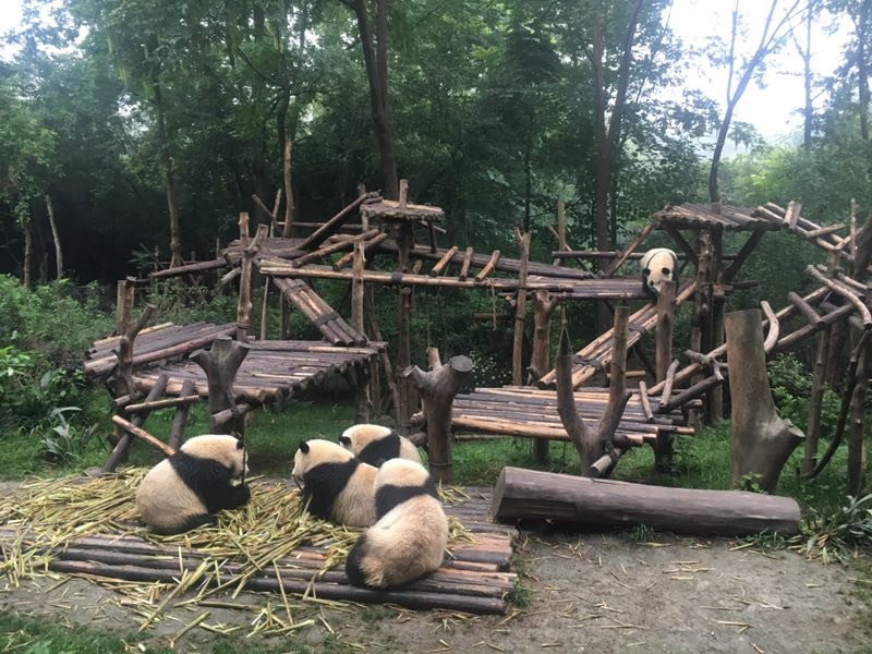 Hold Panda-成都必去景点