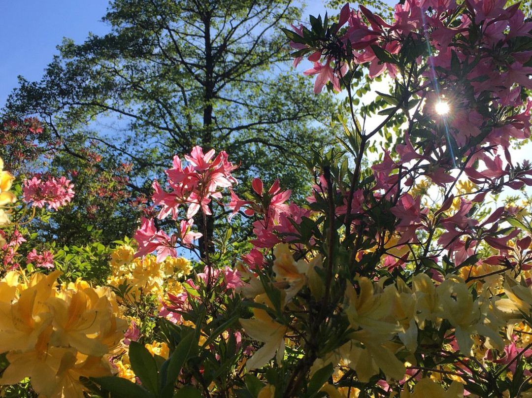 Fuksinpuisto Park-科特卡必去景点