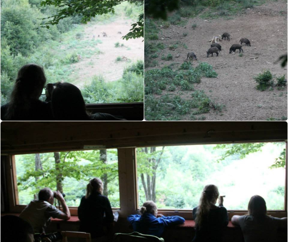 Photo Wildlife-Halchiu必去景点