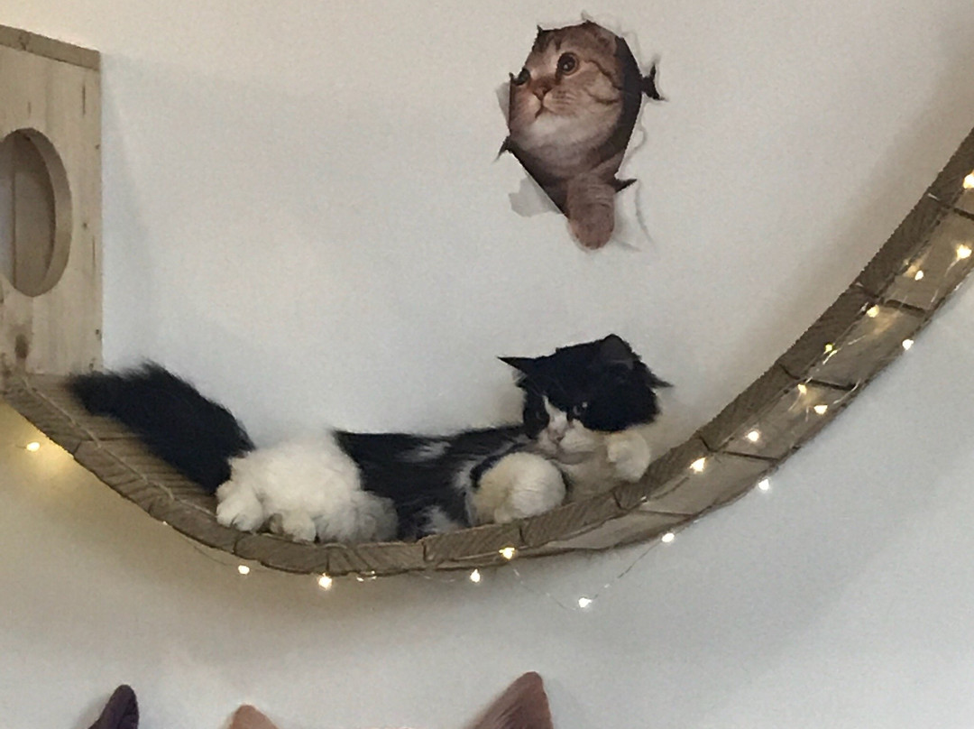 Meeyaw Cat Cafe-Kabacan必去景点