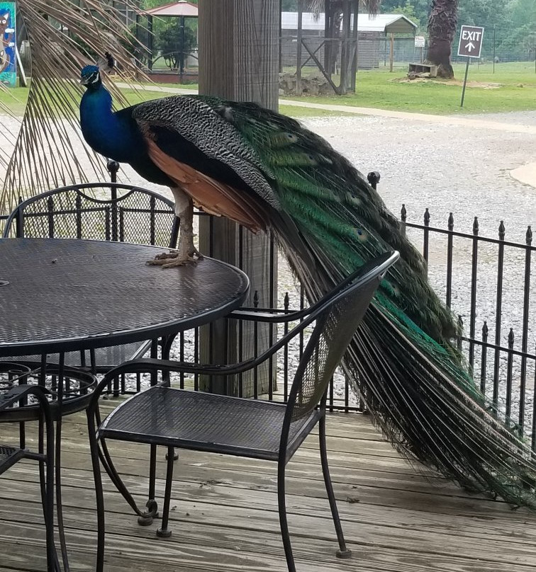 Gone Wild Safari Park-Pineville必去景点