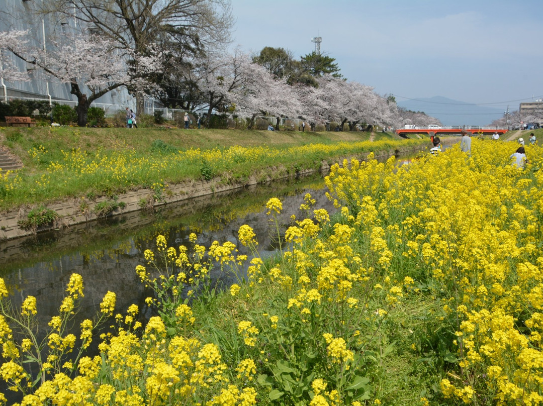 Sanagawa Embankment-丰川市必去景点