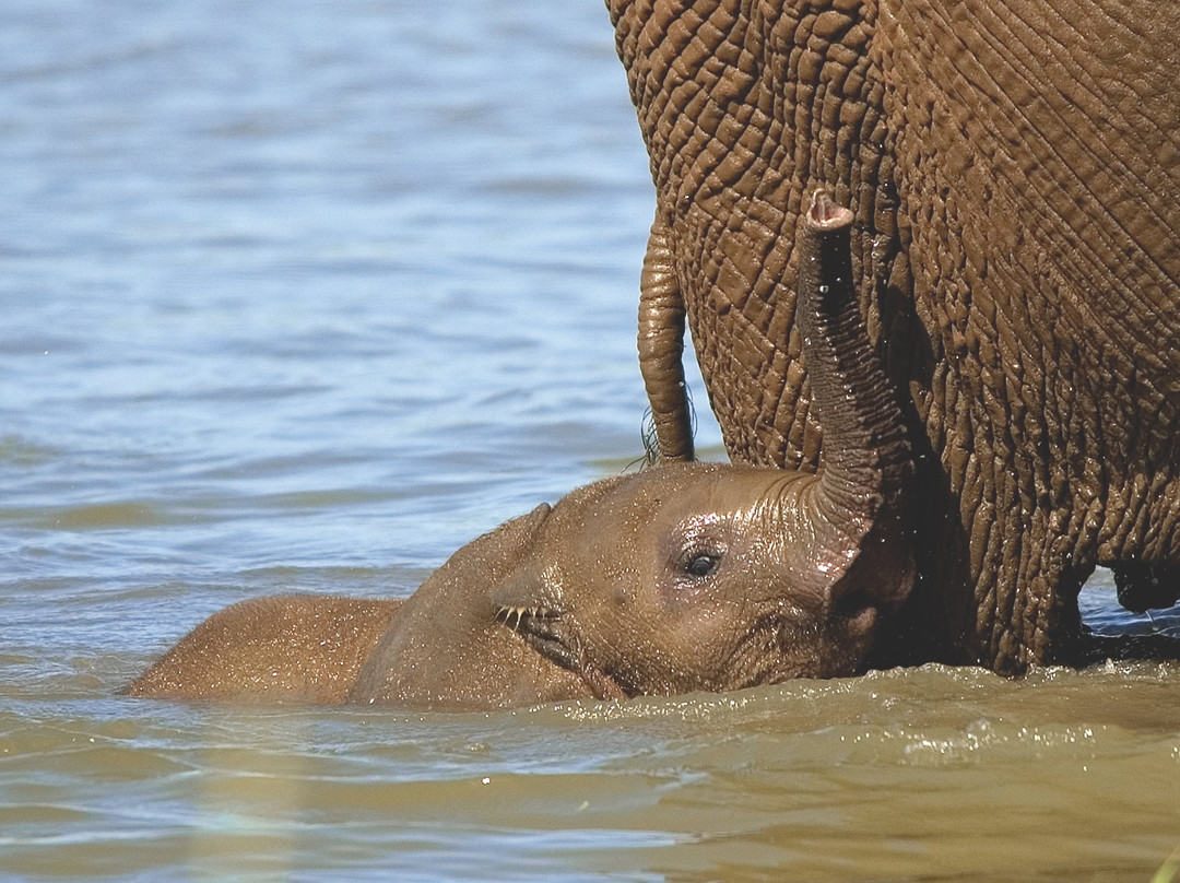 Wild Horizons Elephant Sanctuary景点图片