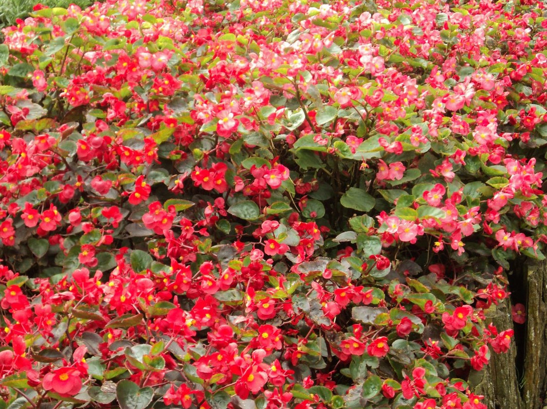 Kutabawa Flower Garden景点图片