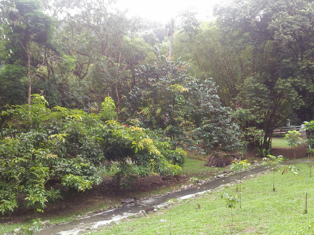 Kuala Woh Recreational Forest景点图片