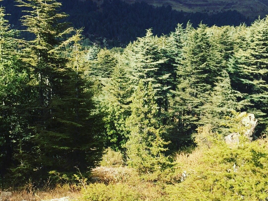 Tannourine Cedar Forest Nature Reserve-Tannourine必去景点