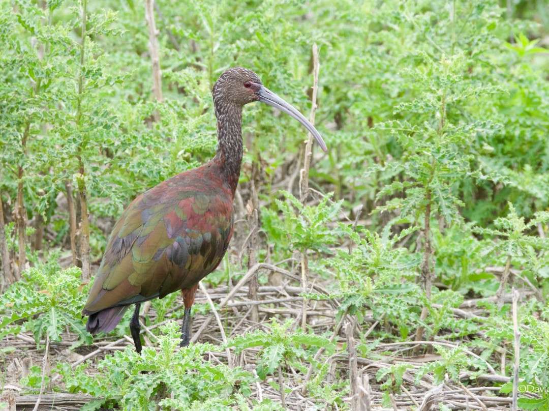 Camas National Wildlife Refuge景点图片