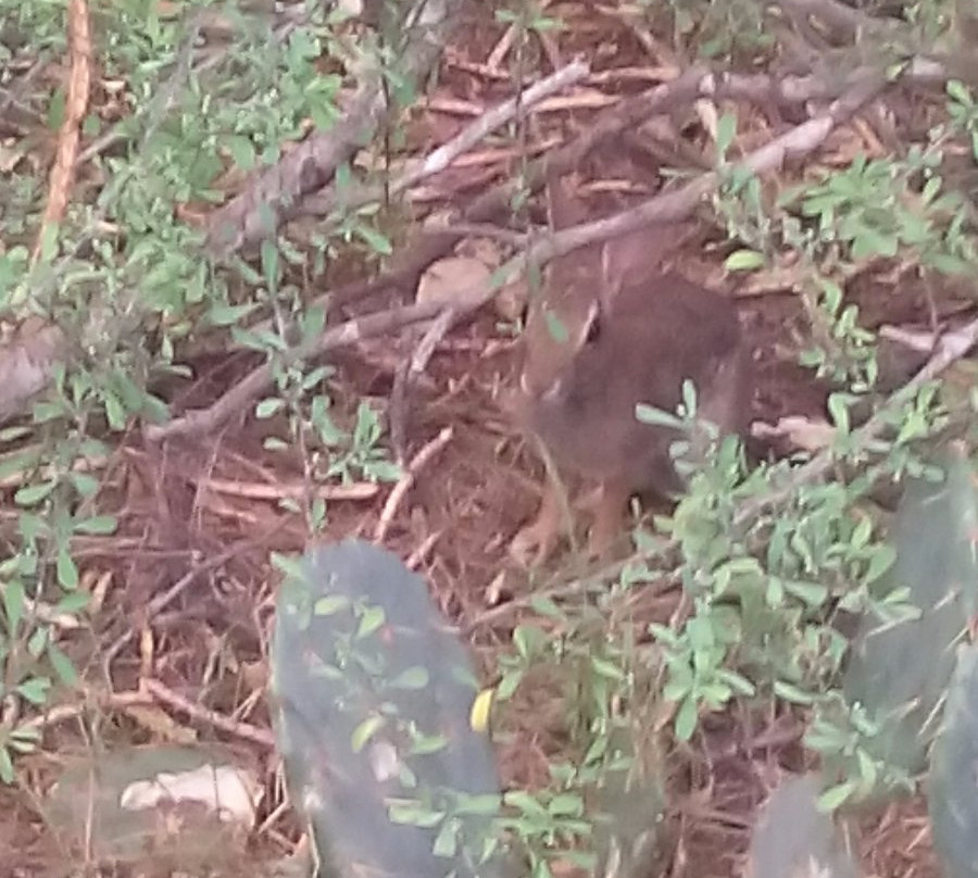 McAllen Nature Center-麦卡伦必去景点