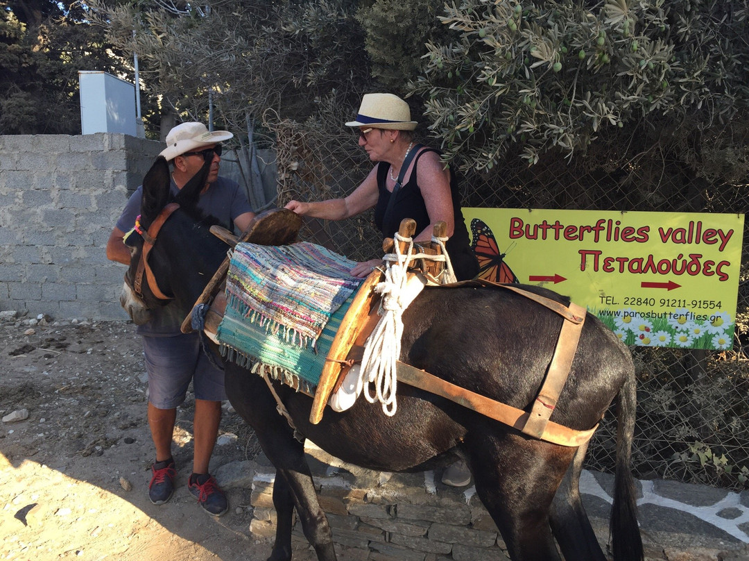 Donkey Trips on Paros-帕罗奇亚必去景点